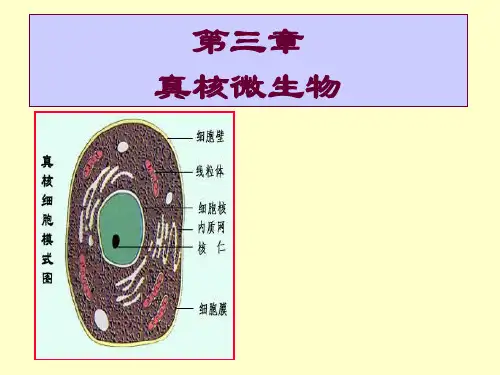 微生物学-3真核