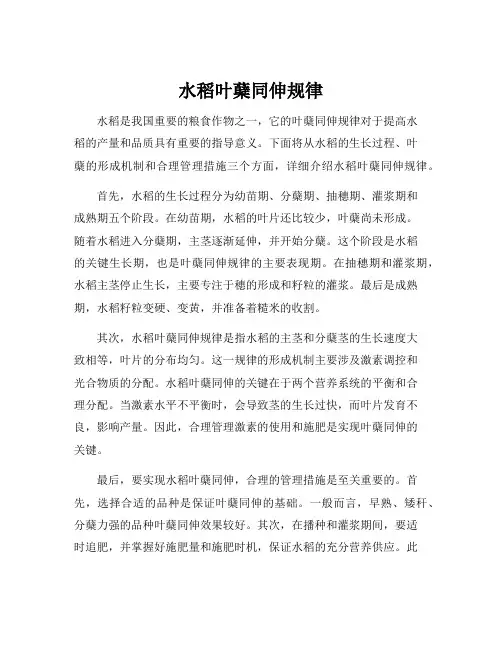 水稻叶蘖同伸规律