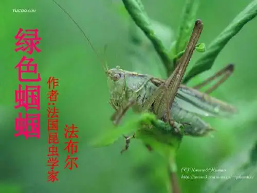初一语文上册《绿色蝈蝈》_ppt课件