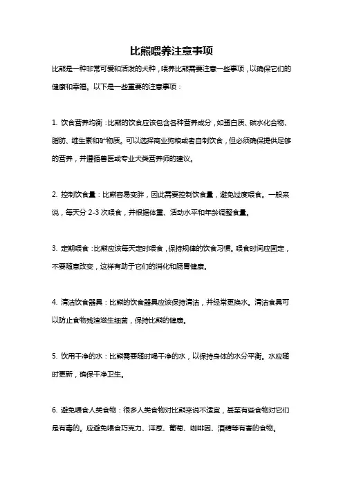 比熊喂养注意事项