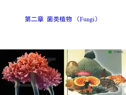 植物分类学—菌类植物(上课版)