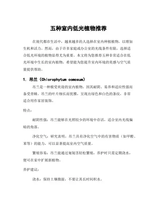 五种室内低光植物推荐