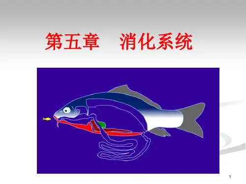 消化系统PPT精选文档