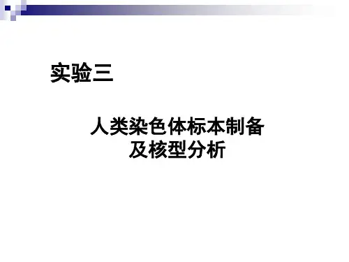人类染色体标本制备及核型分析