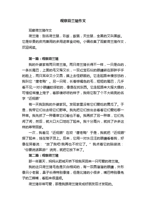 观察荷兰猪作文