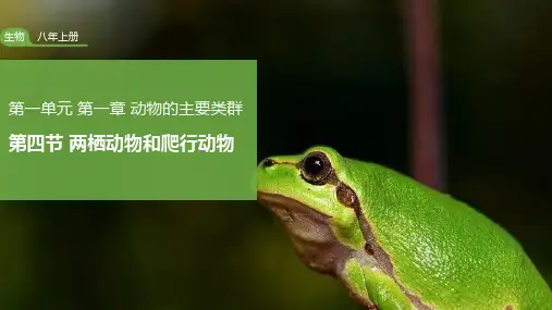 5.1.5 两栖动物和爬行动物