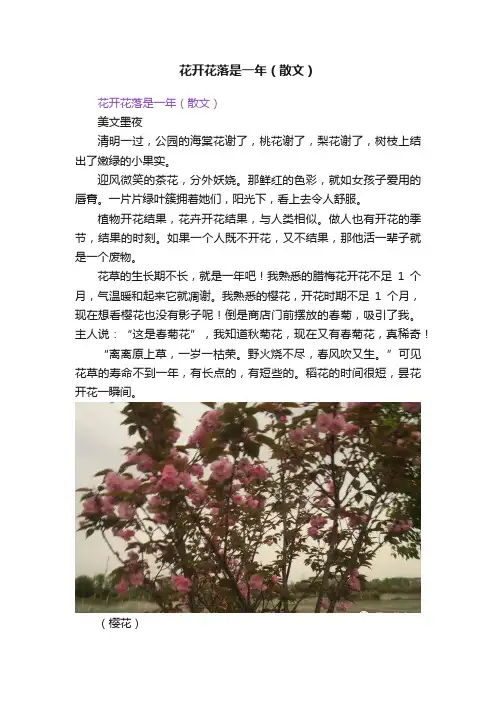 花开花落是一年（散文）