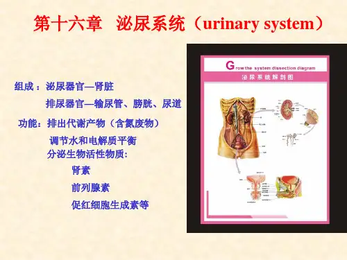 动物组织胚胎学课件：第十六章   泌尿系统(urinary