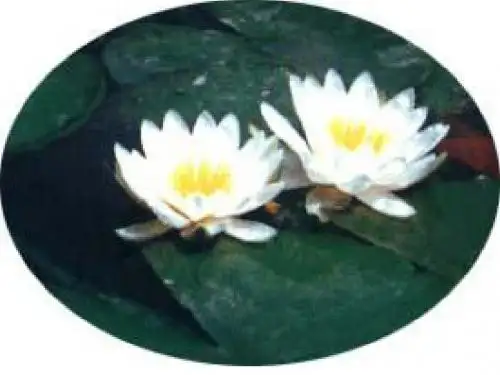 三年级语文上册13《花钟》ppt课件
