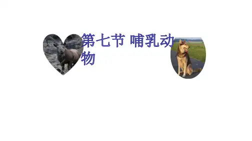 八年级生物上册教学课件-5.1.7哺乳动物1-人教版