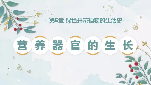 3.5.2营养器官的生长-七年级生物上学期同步精美课件(北师大版2024)