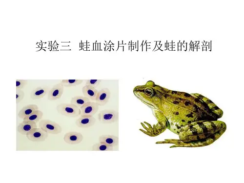 实验三   蛙血涂片制作和蛙的解剖