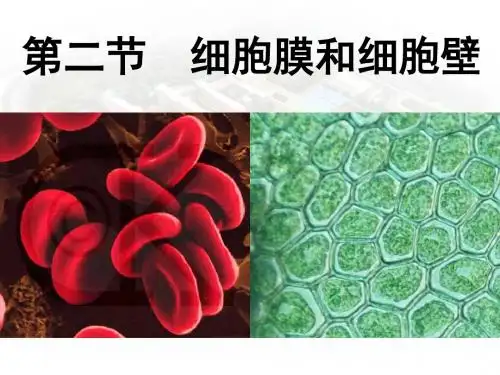 2.2细胞膜和细胞壁