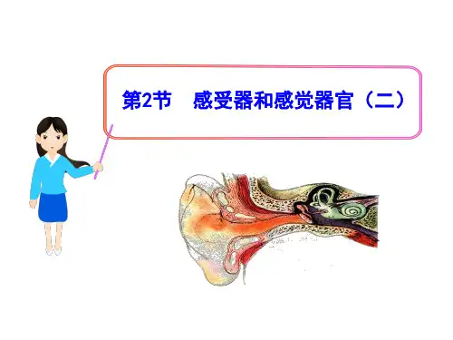 北师大版七年级生物下册课件：12.2 感受器和感觉器官(二)