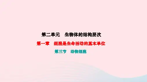 七年级生物上册第一章细胞是生命活动的基本单位第三节动物细胞作业课件新版新人教版
