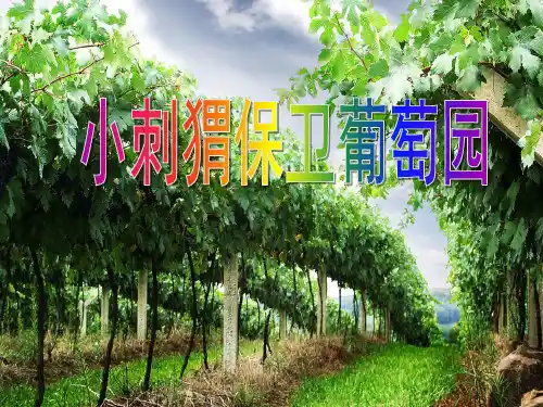 大班故事《小刺猬保卫葡萄园故事》PPT课件