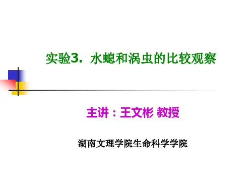 实验3. 水螅和涡虫的比较观察