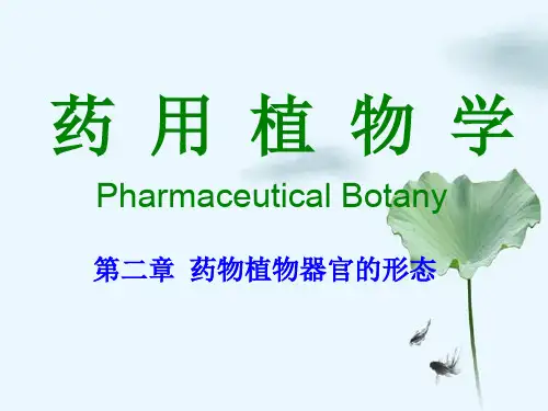 第二章药用植物器官形态