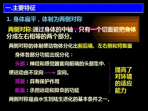 第六章扁形动物门