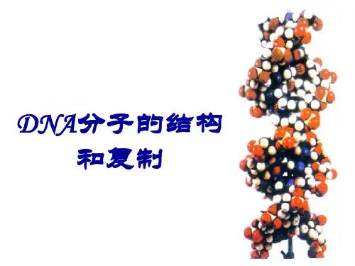 DNA分子的结构与复制(一轮复习)详解