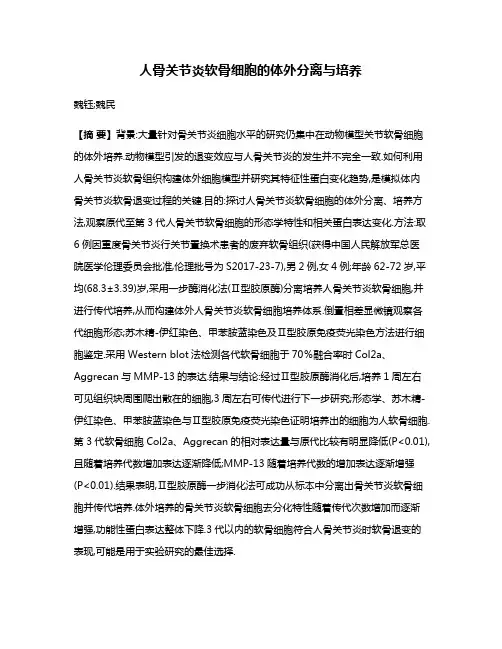 人骨关节炎软骨细胞的体外分离与培养