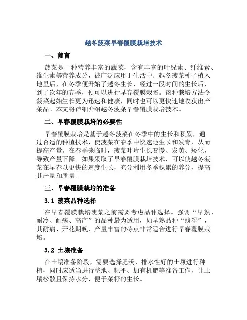 越冬菠菜早春覆膜栽培技术
