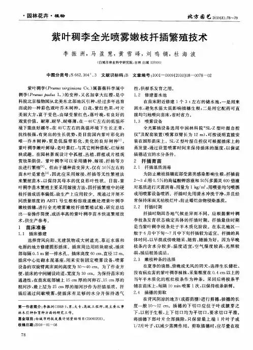 紫叶稠李全光喷雾嫩枝扦插繁殖技术