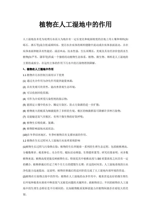 植物在人工湿地中的作用