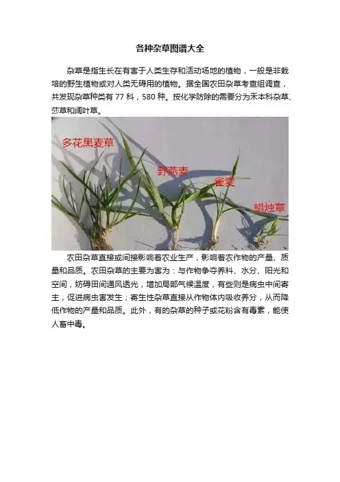 各种杂草图谱大全