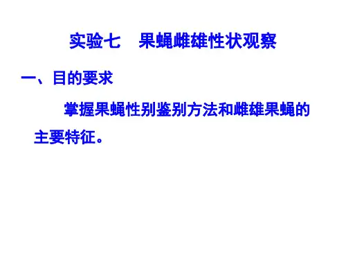 实验七  果蝇雌雄性状观察