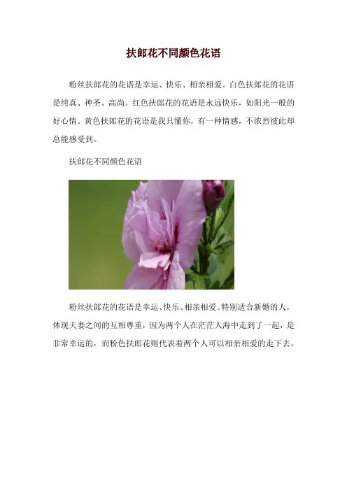 扶郎花不同颜色花语