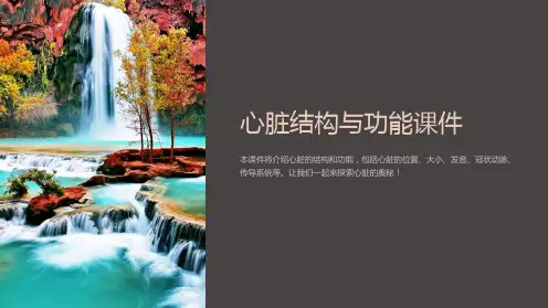 心脏结构与功能课件