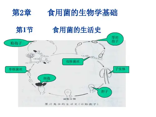 第2章 食用菌的生物学基础PPT课件