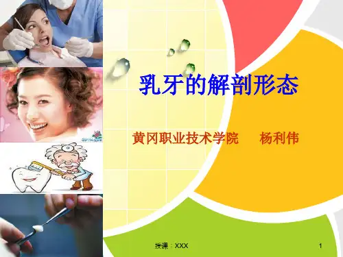 口腔解剖生理学——6乳牙的解剖形态PPT课件