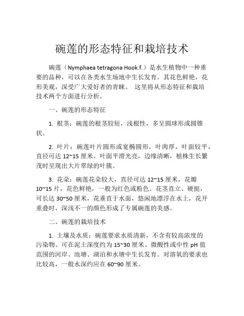 碗莲的形态特征和栽培技术