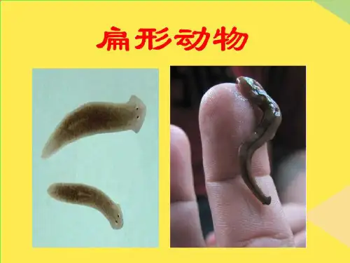 扁形动物完整版资料