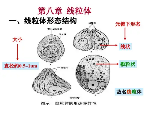 线粒体的结构ppt课件