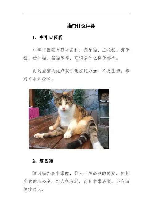 猫有什么种类