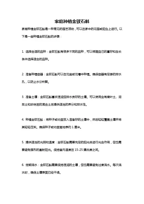 家庭种植金钗石斛
