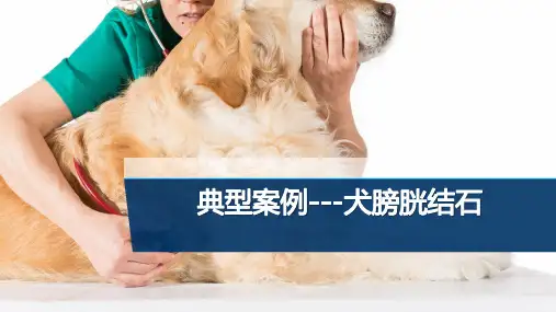 【宠物外产科病课件】犬膀胱结石