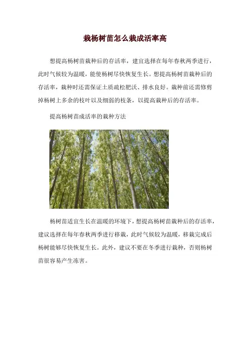 栽杨树苗怎么栽成活率高