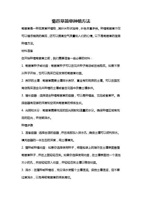 菊苣草简单种植方法