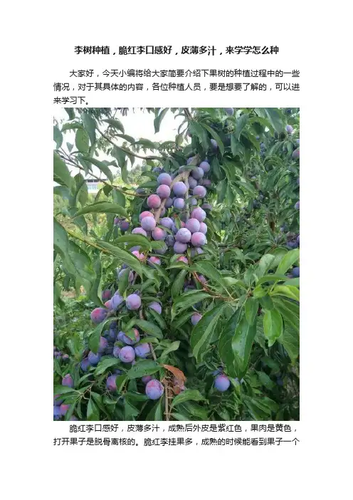 李树种植，脆红李口感好，皮薄多汁，来学学怎么种