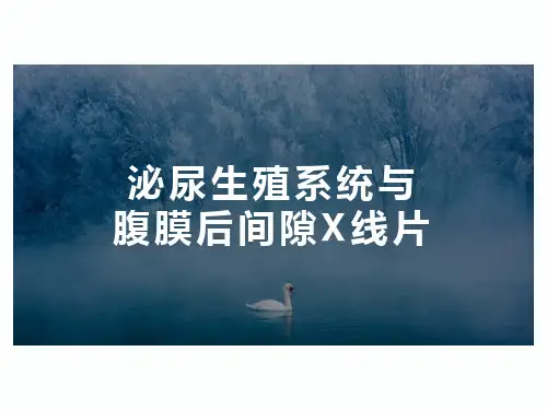 泌尿生殖系统与腹膜后间隙X线片