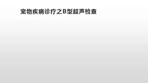 宠物疾病诊疗之B型超声检查