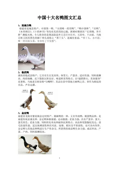 中国十大名牌鸭子图文汇总