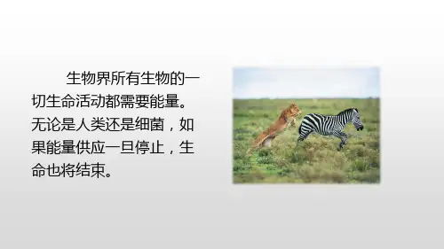 5.3细胞呼吸的原理和应用课件(第1课时)(共21张PPT)(2024年)