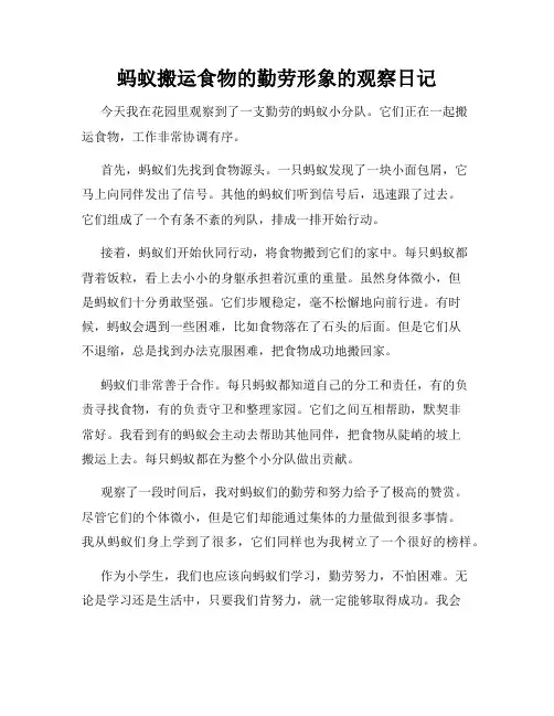 小学三年级作文蚂蚁搬运食物的勤劳形象的观察日记