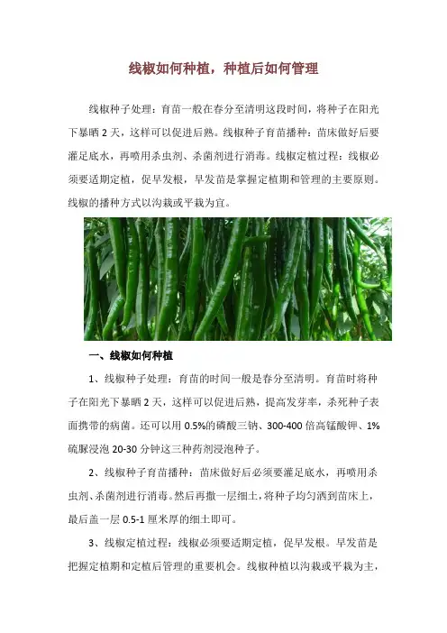 线椒如何种植,种植后如何管理