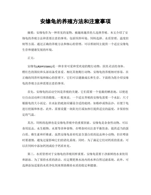 安缘龟的养殖方法和注意事项